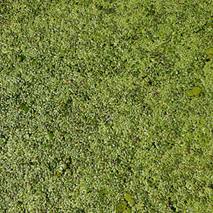 Duckweed