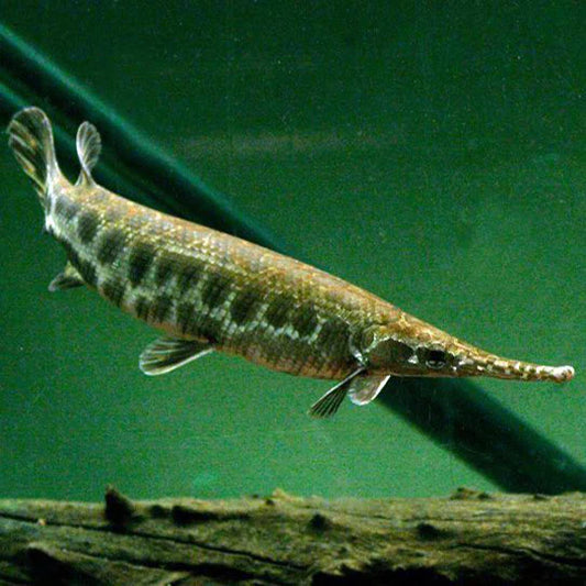 Florida Gar