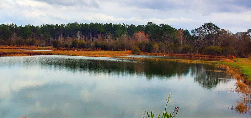 Shongaloo Fish Farm - Florida Pond Stocking Fish for Sale