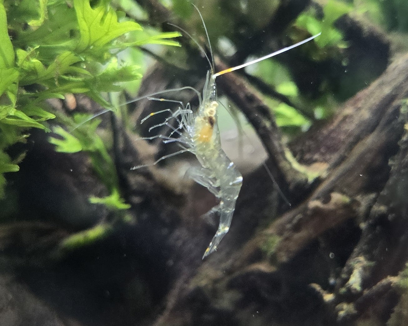 Grass Shrimp
