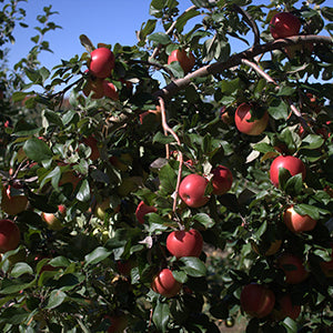 Dorsett Apple Trees