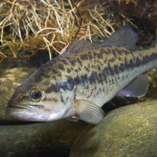 Largemouth Bass