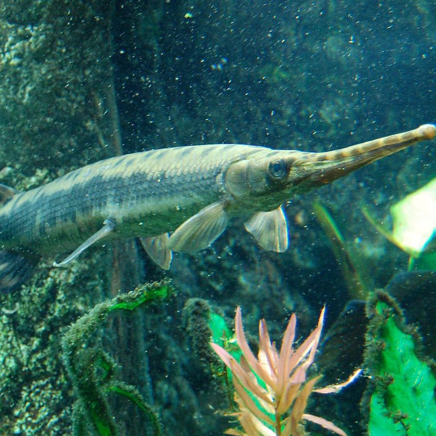 Longnose Gar