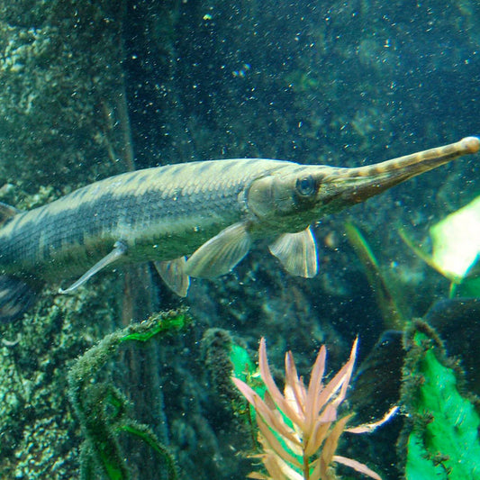 Longnose Gar