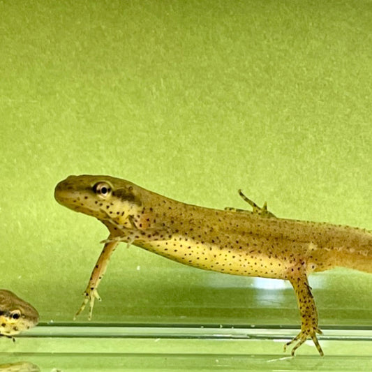 Peninsula Newts