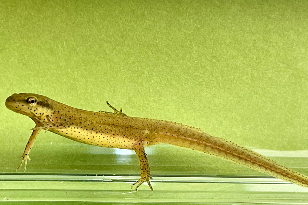 Peninsula Newts