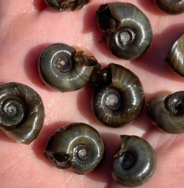 Ramshorn Snails