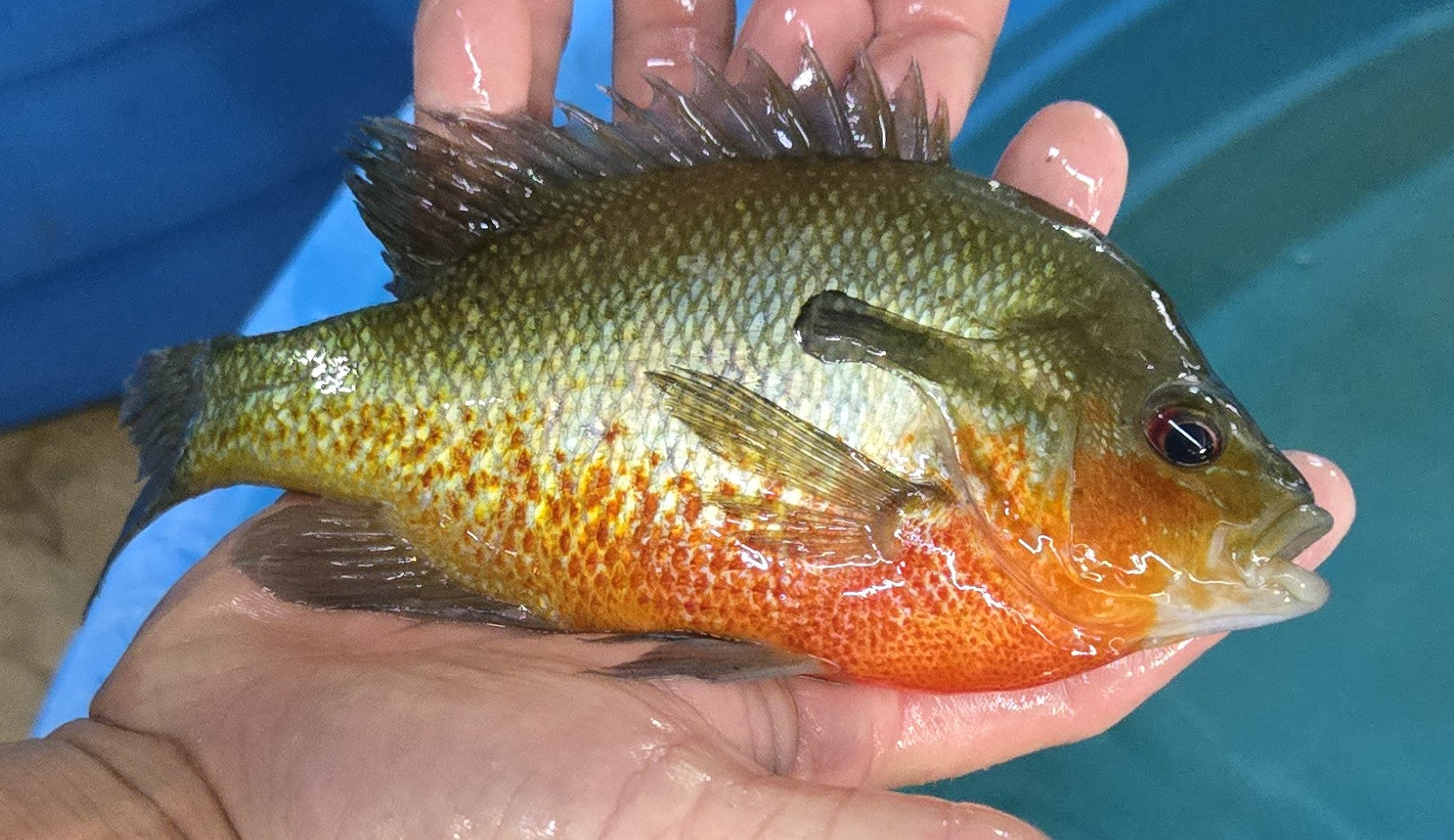 Red-Breasted Sunfish