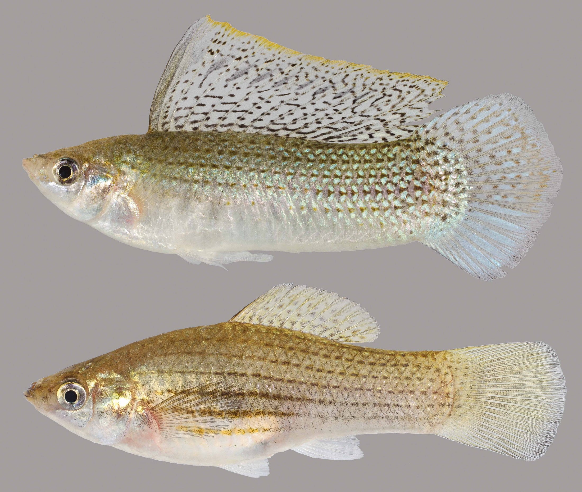 Sailfin Molly