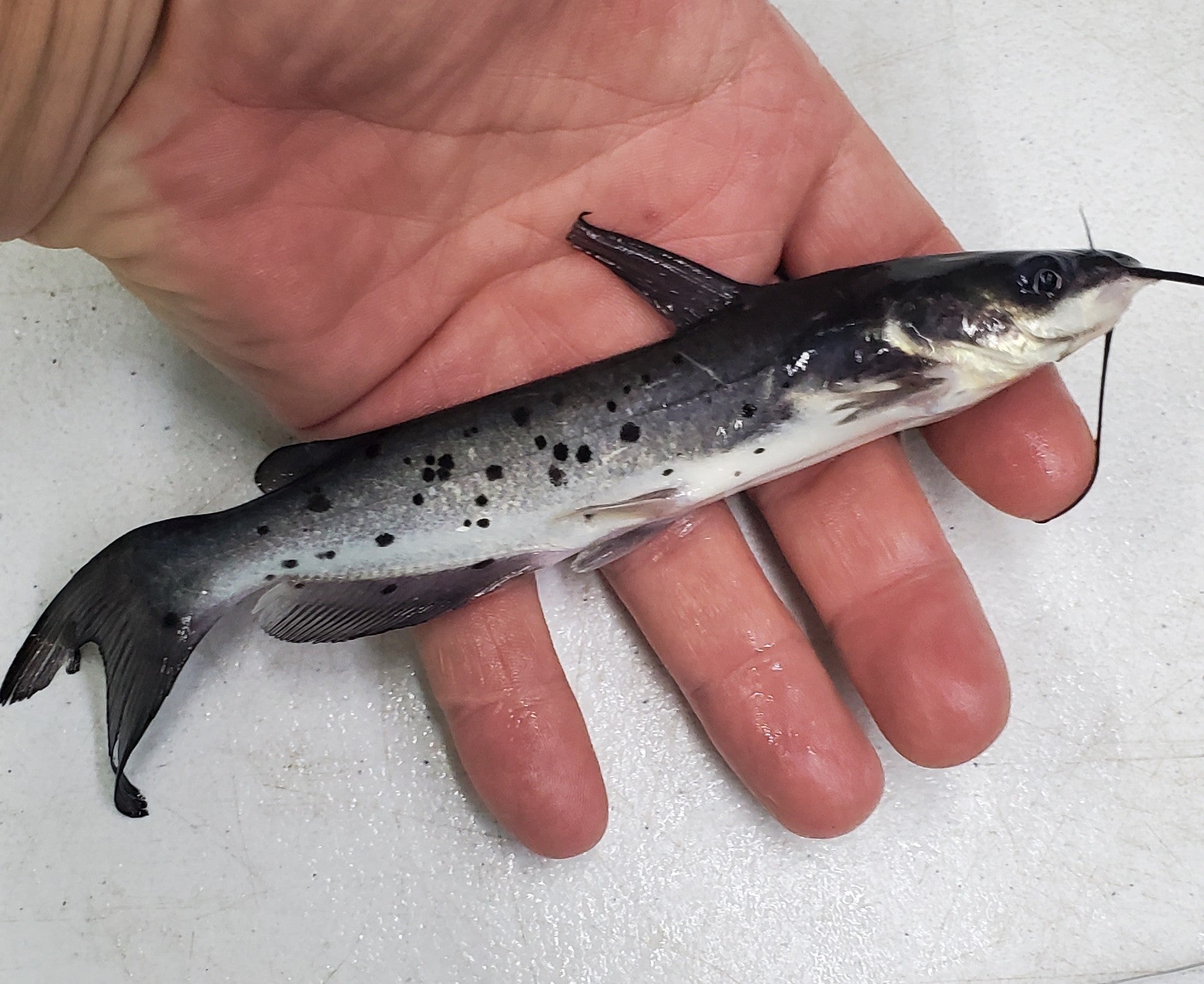 Regular Channel Catfish