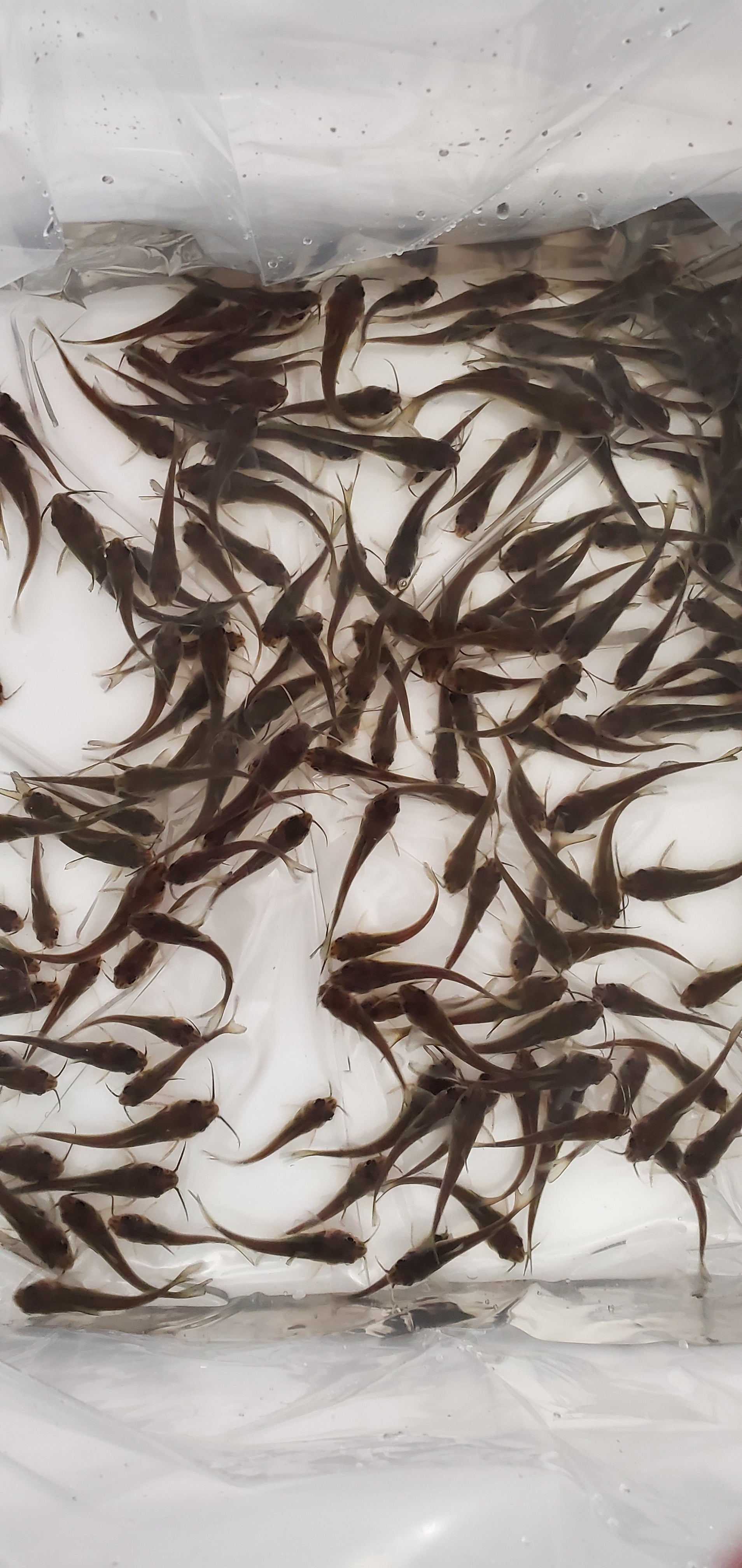 Regular Channel Catfish