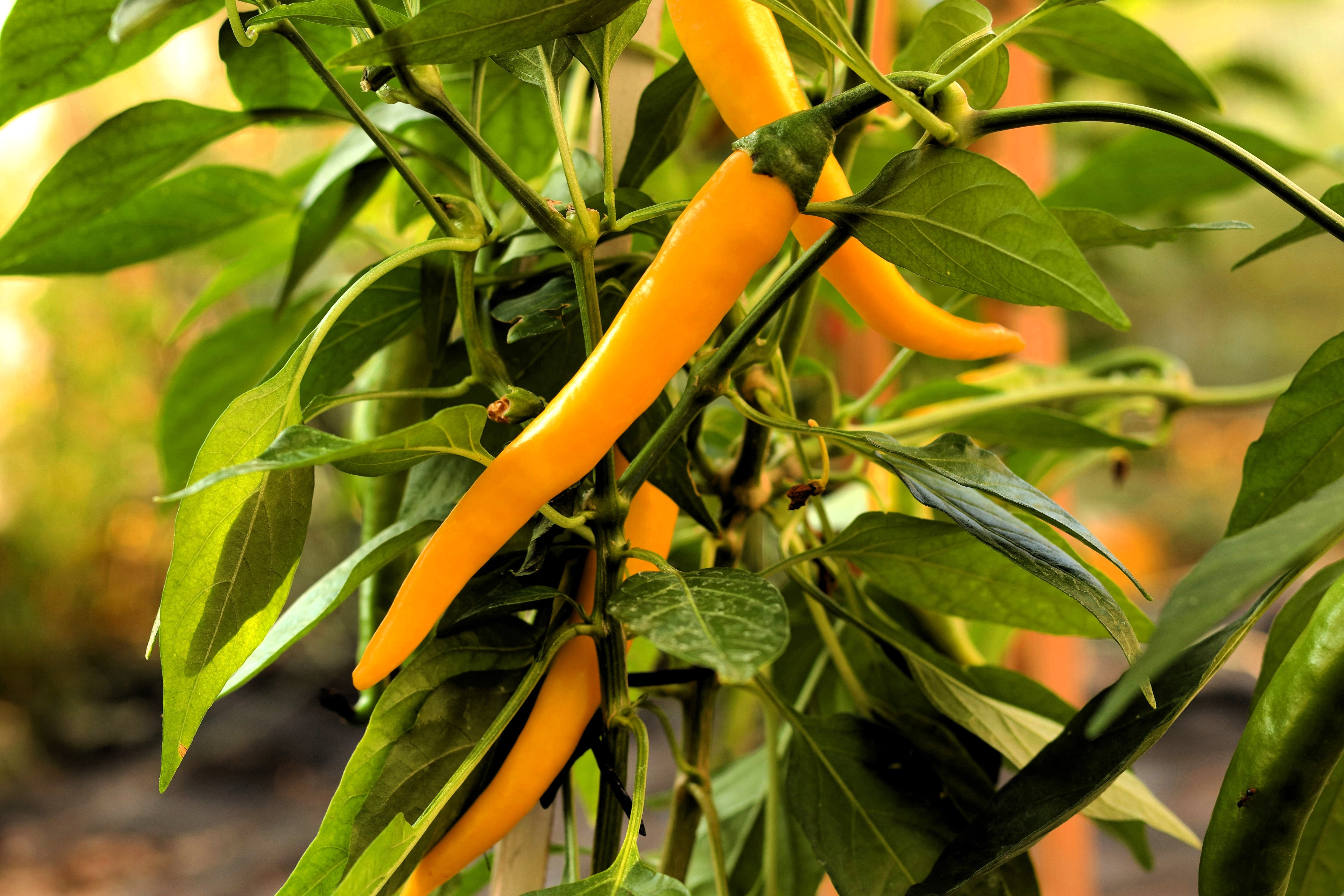 50 GOLDEN CAYENNE PEPPER Hot Yellow Capsicum Annuum Vegetable Seeds