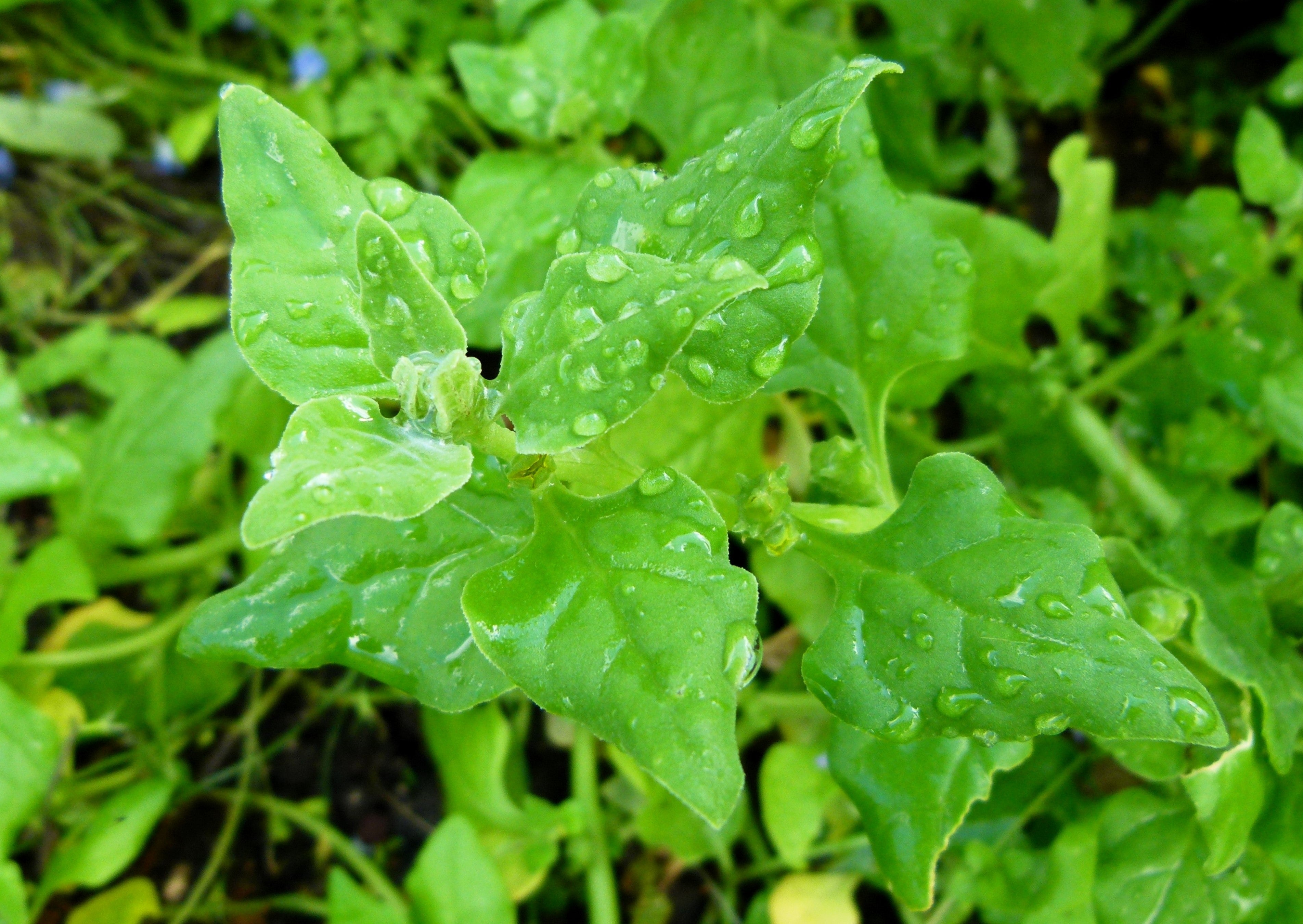60 NEW ZEALAND SPINACH Tetragonia Tetragonioides Vegetable Greens Seeds