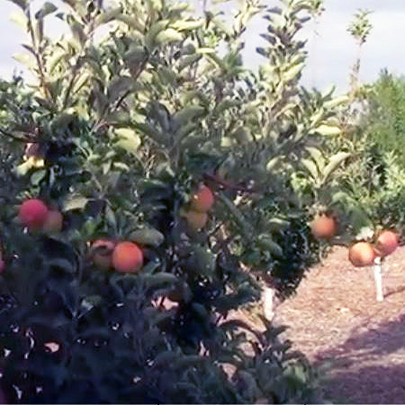 Tropic Sweet Apple Trees