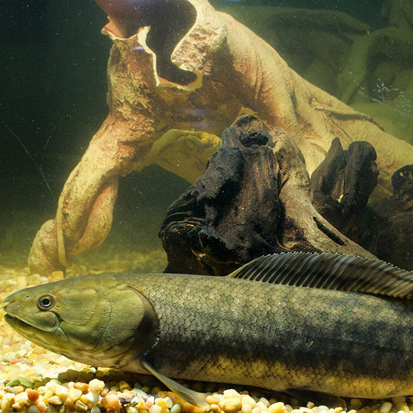 Bowfin