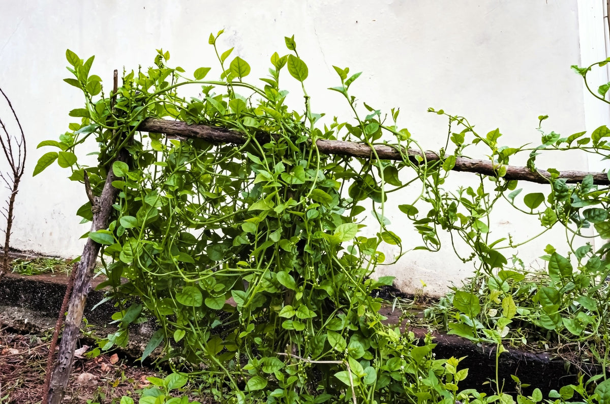 50 BIG ROUND LEAF MALABAR SPINACH Vine Ceylon Basella Alba Vegetable Seeds