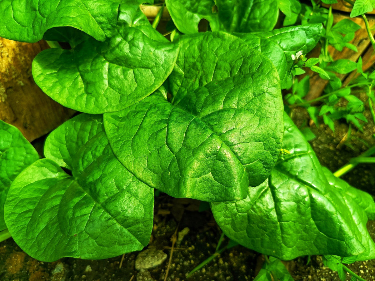 50 BIG ROUND LEAF MALABAR SPINACH Vine Ceylon Basella Alba Vegetable Seeds