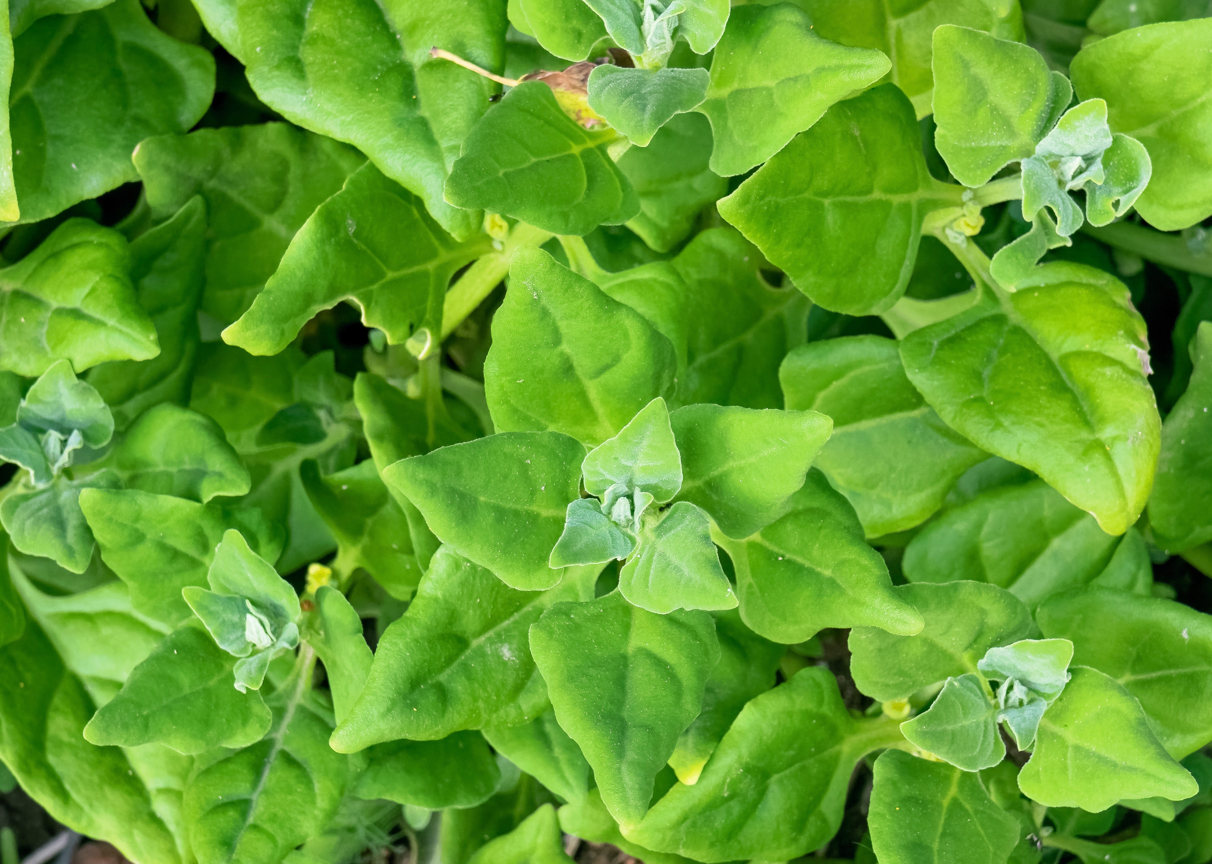 60 NEW ZEALAND SPINACH Tetragonia Tetragonioides Vegetable Greens Seeds