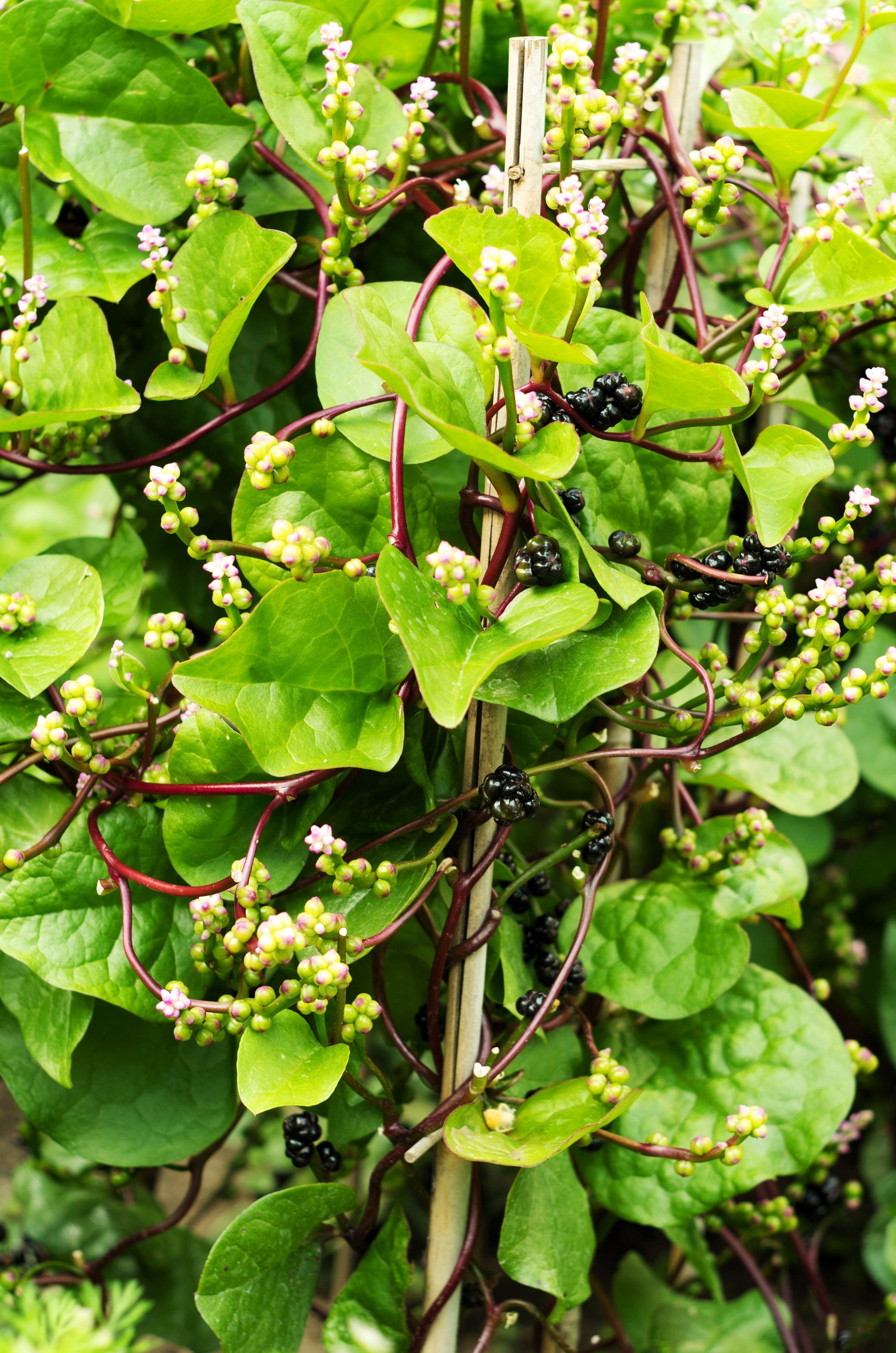 50 RED Stem MALABAR SPINACH Red Vine Ceylon Basella Alba Rubra Vegetable Seeds