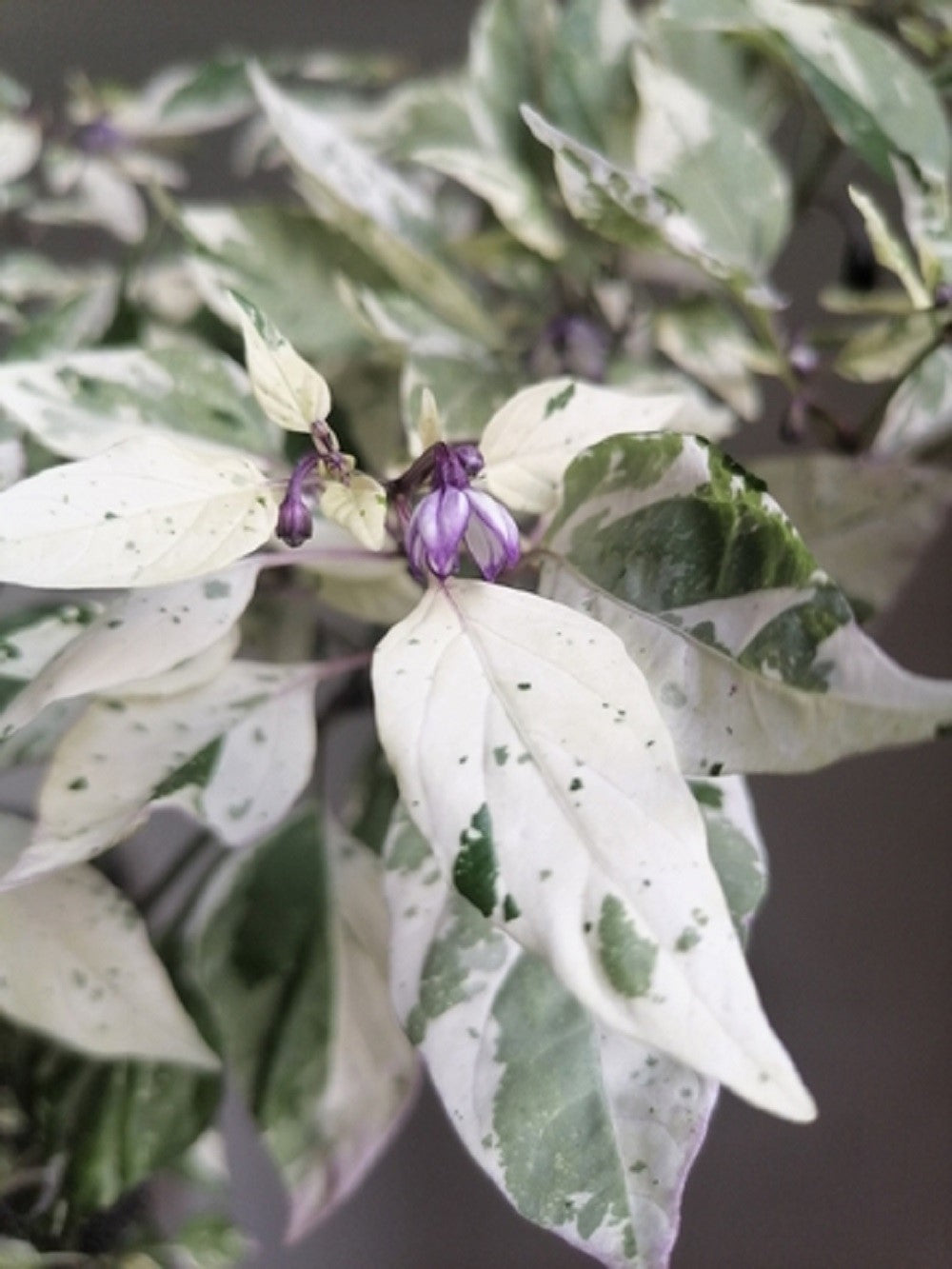 50 Variegated PURPLE TIGER PEPPER Trifetti Tricolor Capsicum Annuum Medium Hot Vegetable Seeds