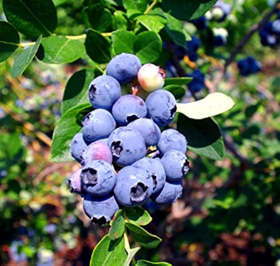 Jewel Blueberry Bushes