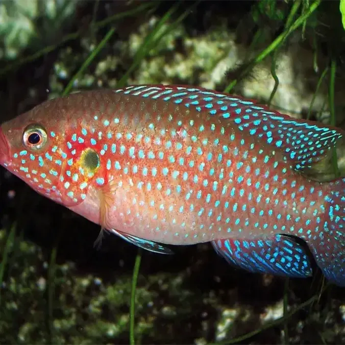 Jewel Ciclids