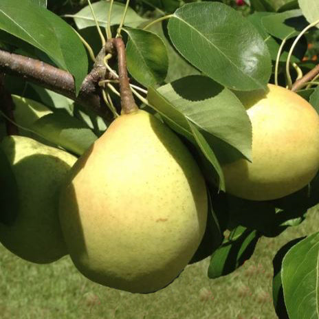 Biscamp Pear Trees