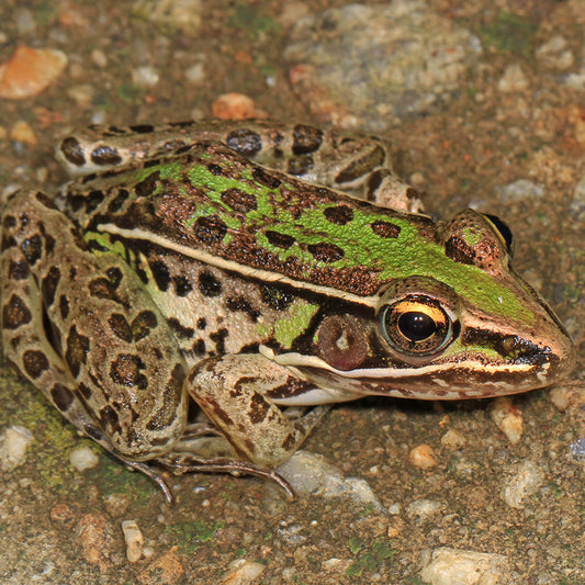 Leopard Frogs