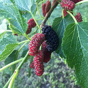 Mulberry Tree