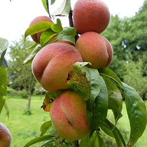 Tropic Snow Peach Trees