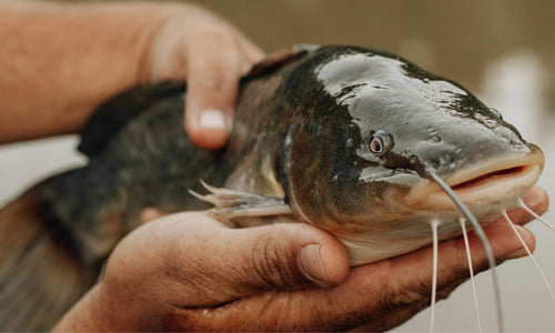 Shongaloo Fish Farm - Florida Pond Stocking Fish for Sale