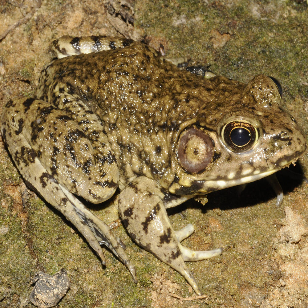 River Frogs