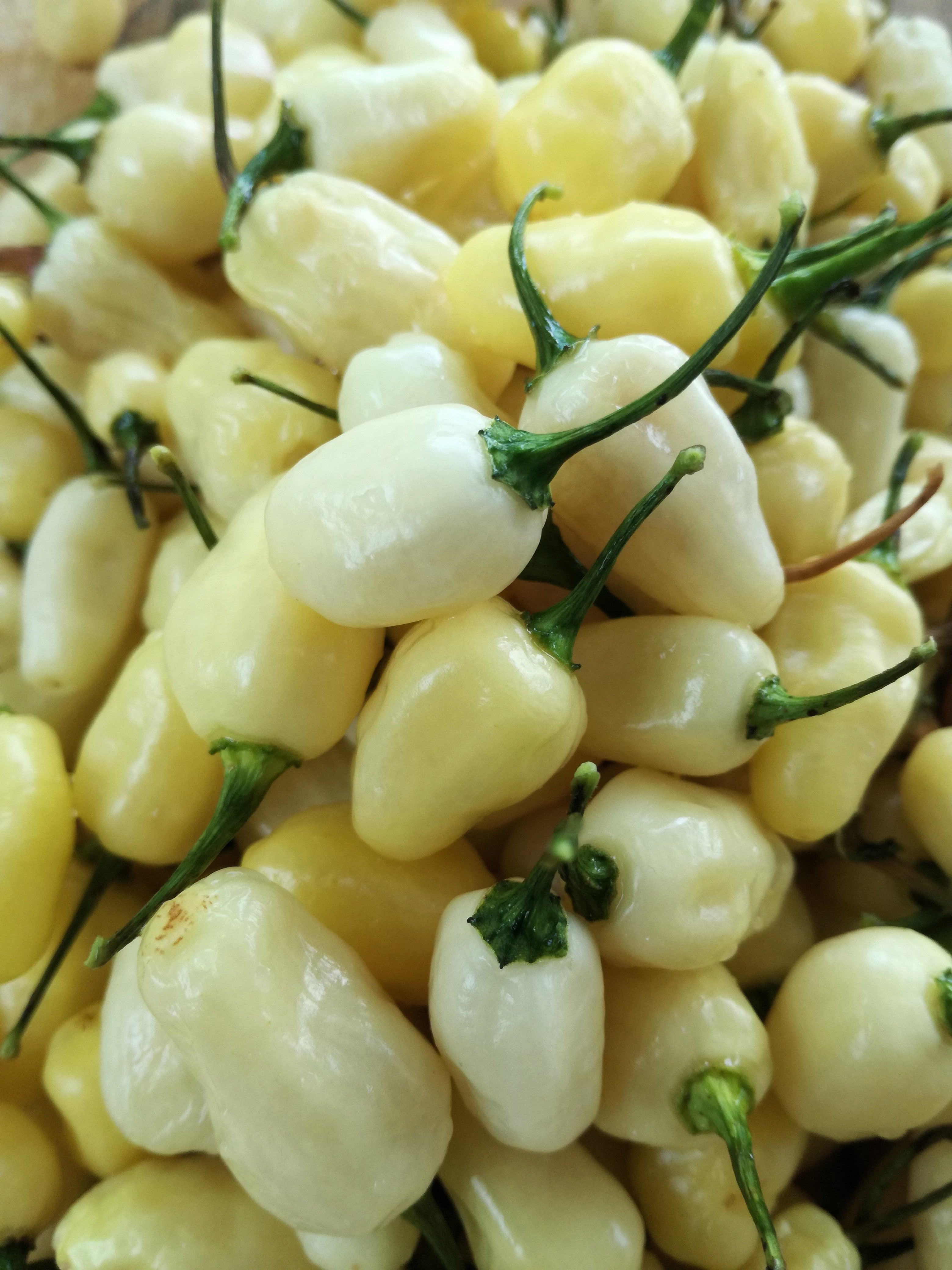 50 Hot WHITE HABANERO PEPPER Capsicum Chinense Vegetable Seeds