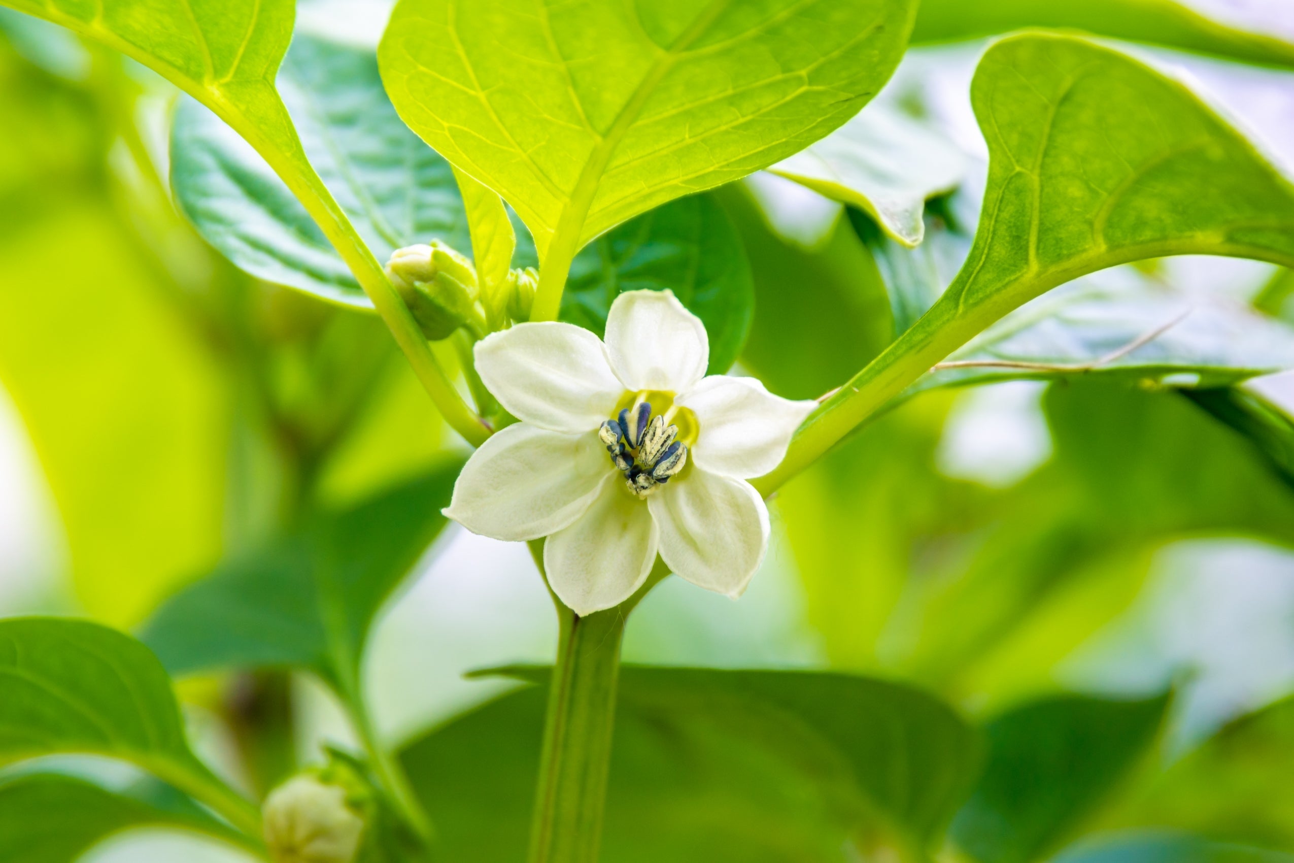 50 Hot WHITE HABANERO PEPPER Capsicum Chinense Vegetable Seeds