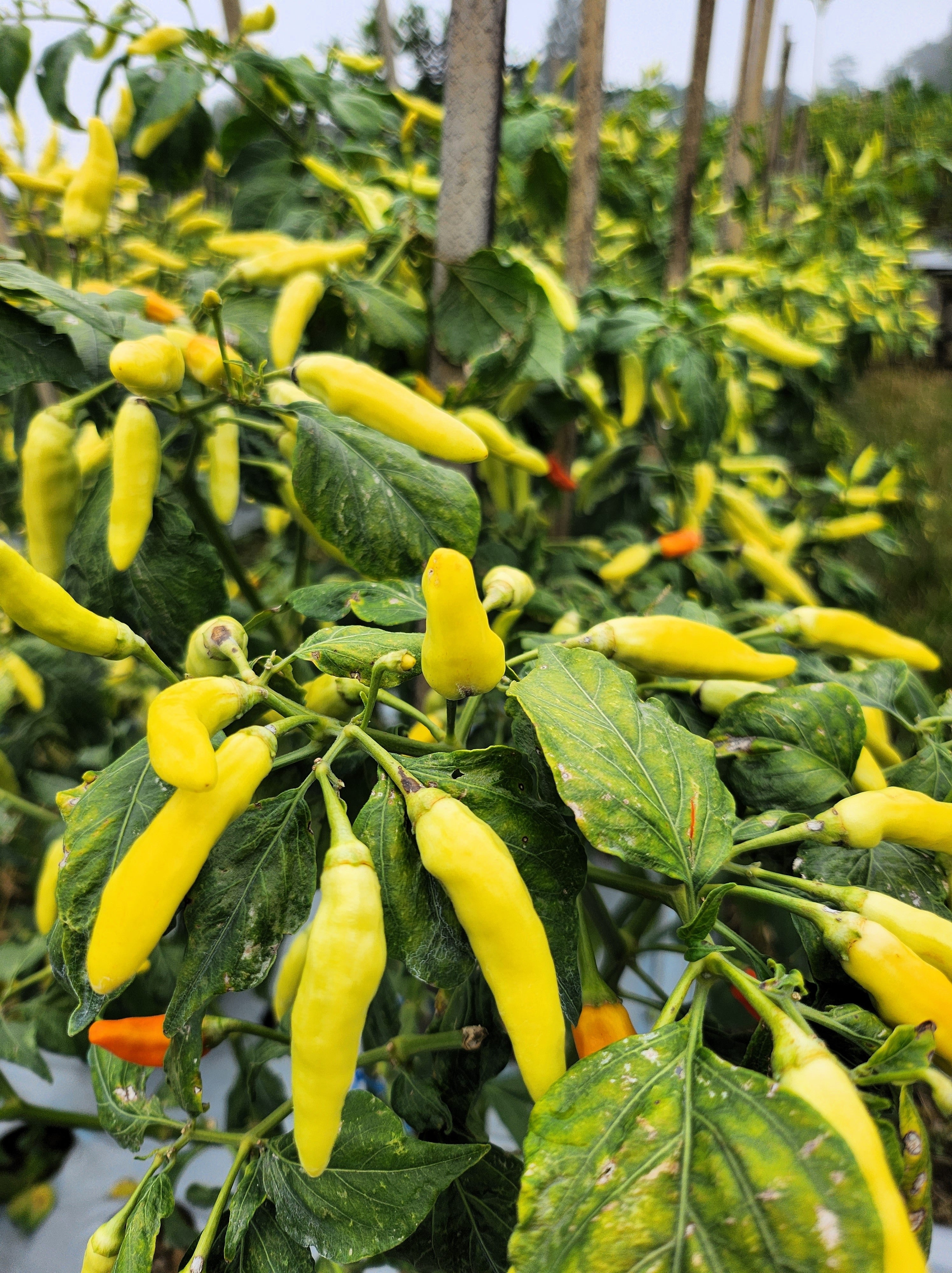 50 GOLDEN CAYENNE PEPPER Hot Yellow Capsicum Annuum Vegetable Seeds
