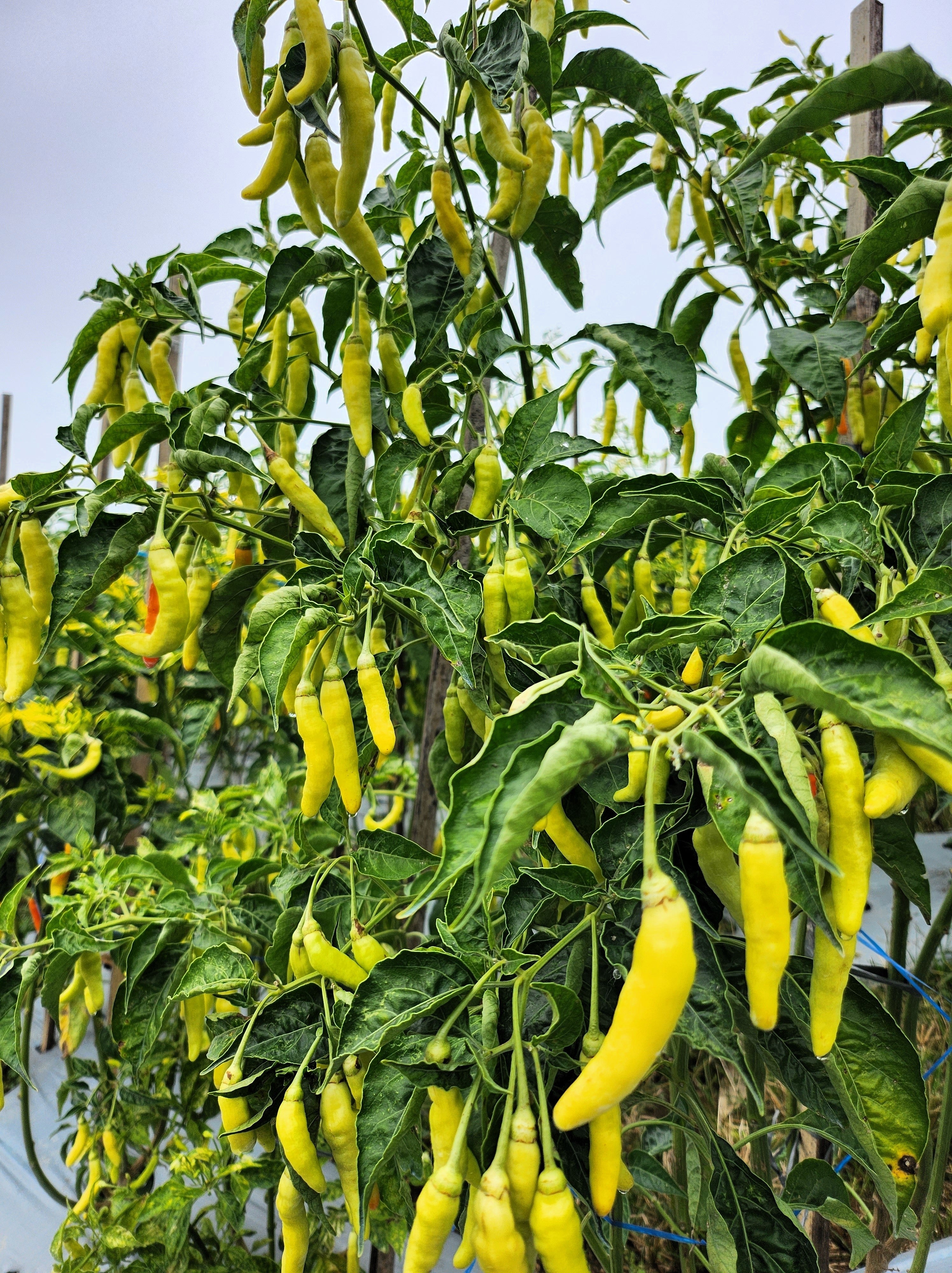 50 GOLDEN CAYENNE PEPPER Hot Yellow Capsicum Annuum Vegetable Seeds
