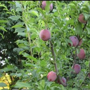 Bruce Plum Trees